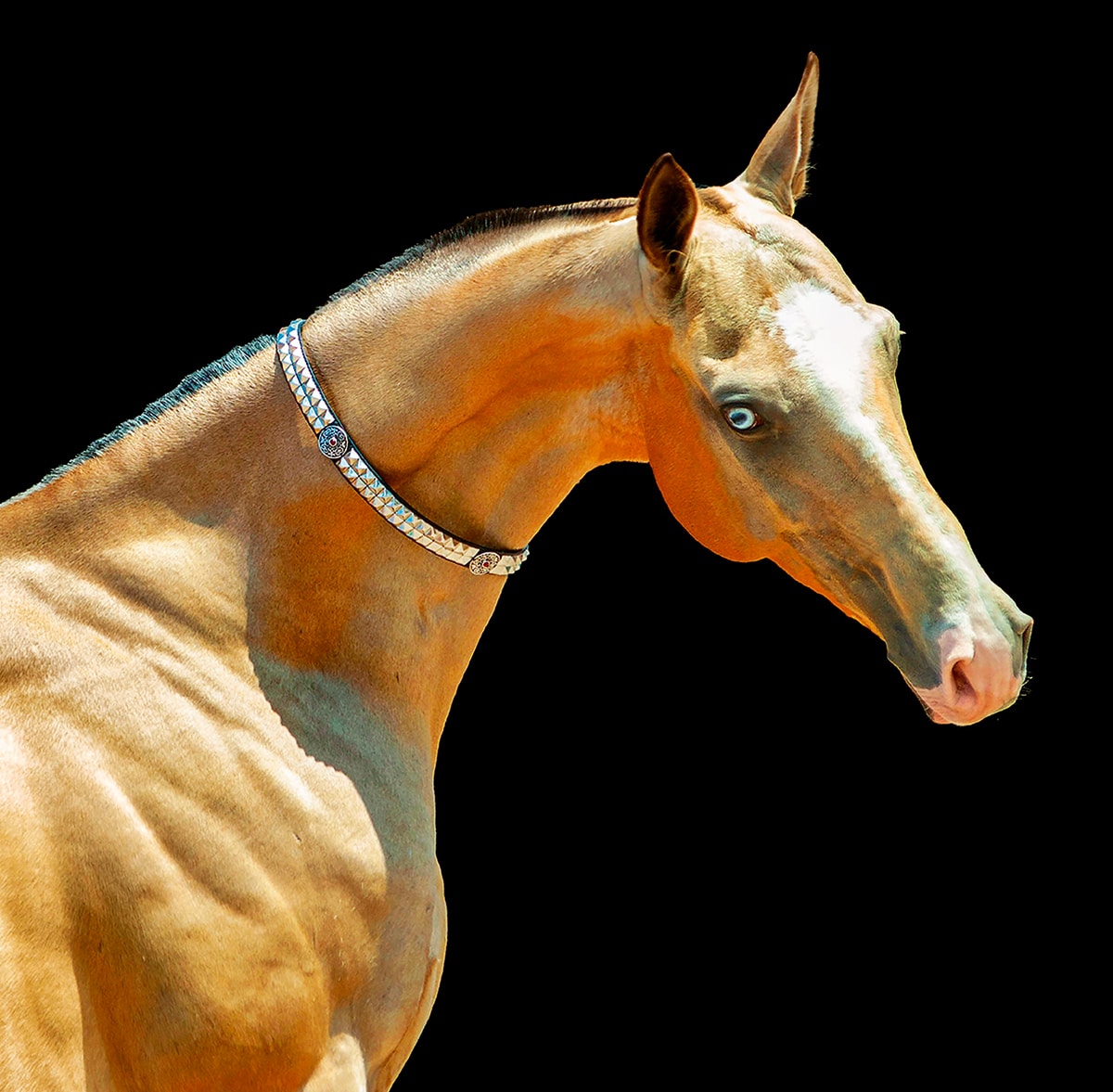 Calendrier mural Horses 2024 – Mars