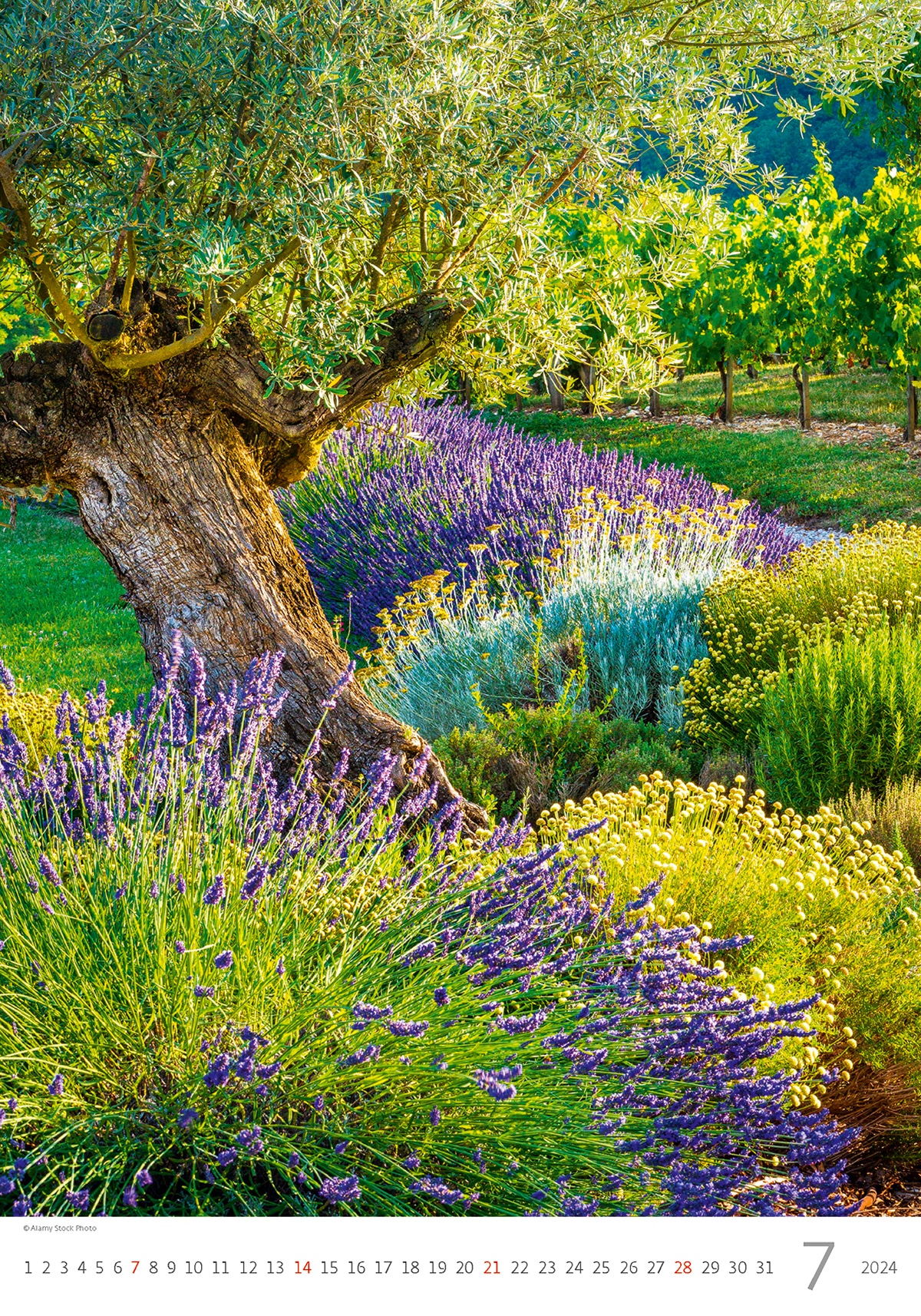 Les Alpilles en Provence (Calendrier mural 2024 DIN A4 vertical