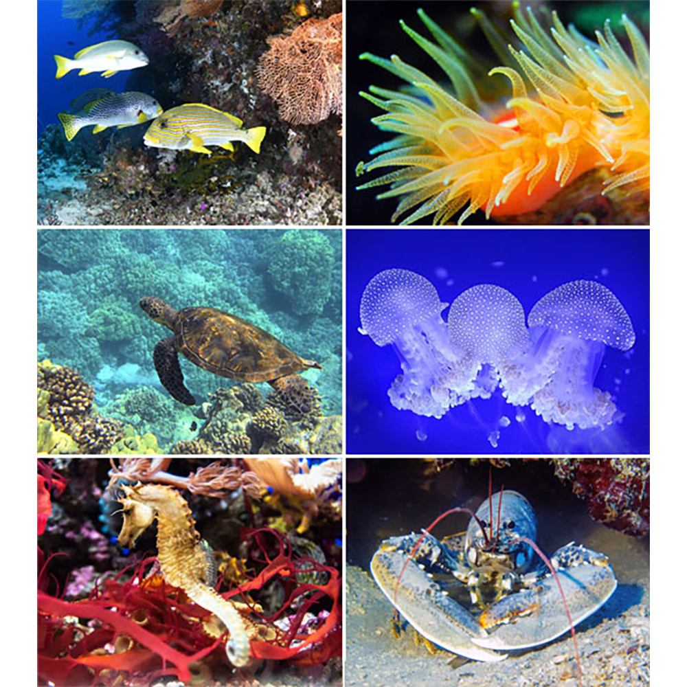 Calendrier mural Ocean Wonders 2026 - Images