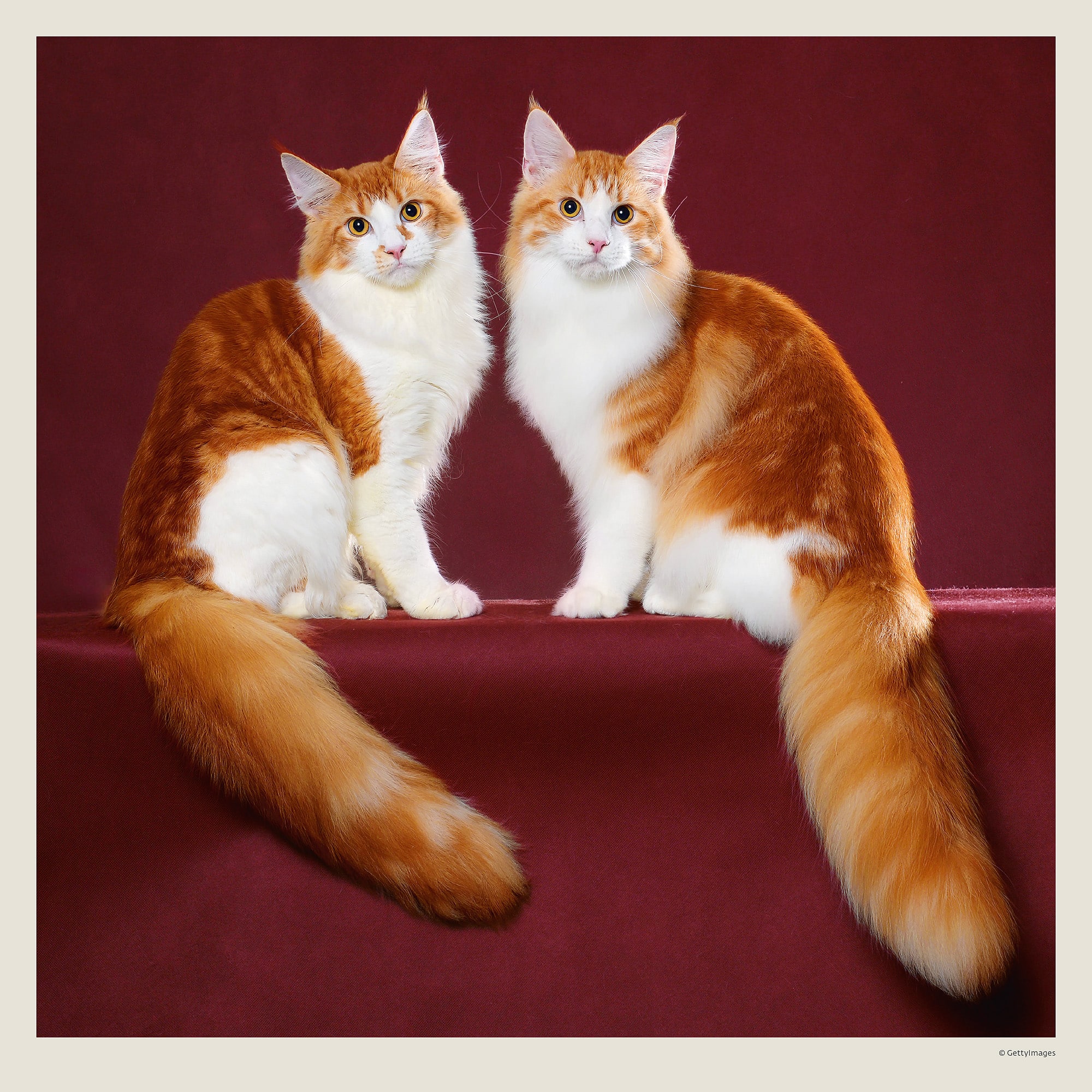 Calendrier mural Cats 2027 - Février Calendrier mural Cats 2027 - Février