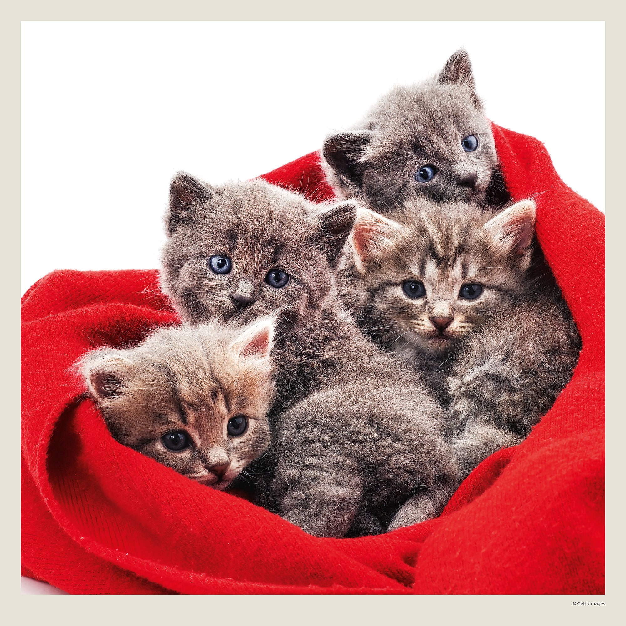 Calendrier mural Cats 2027 - Mars Calendrier mural Cats 2027 - Mars