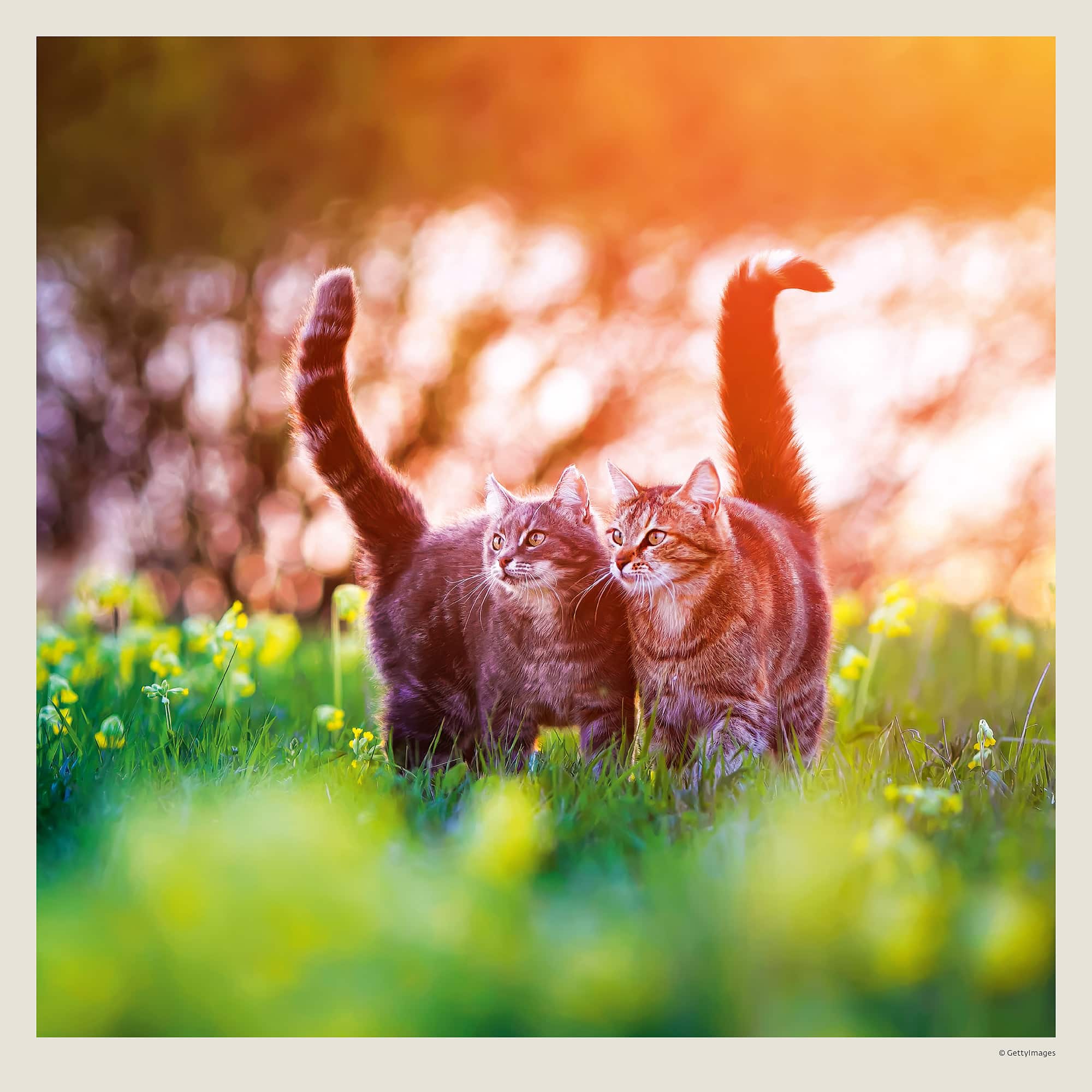 Calendrier mural Cats 2027 - Mai Calendrier mural Cats 2027 - Mai