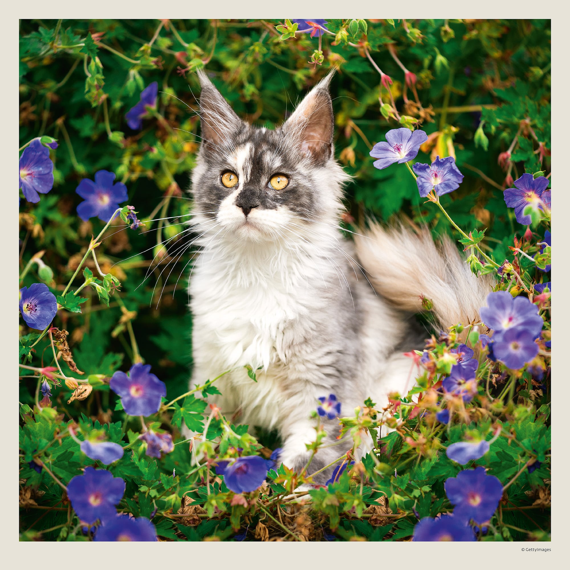 Calendrier mural Cats 2027 - Juin Calendrier mural Cats 2027 - Juin