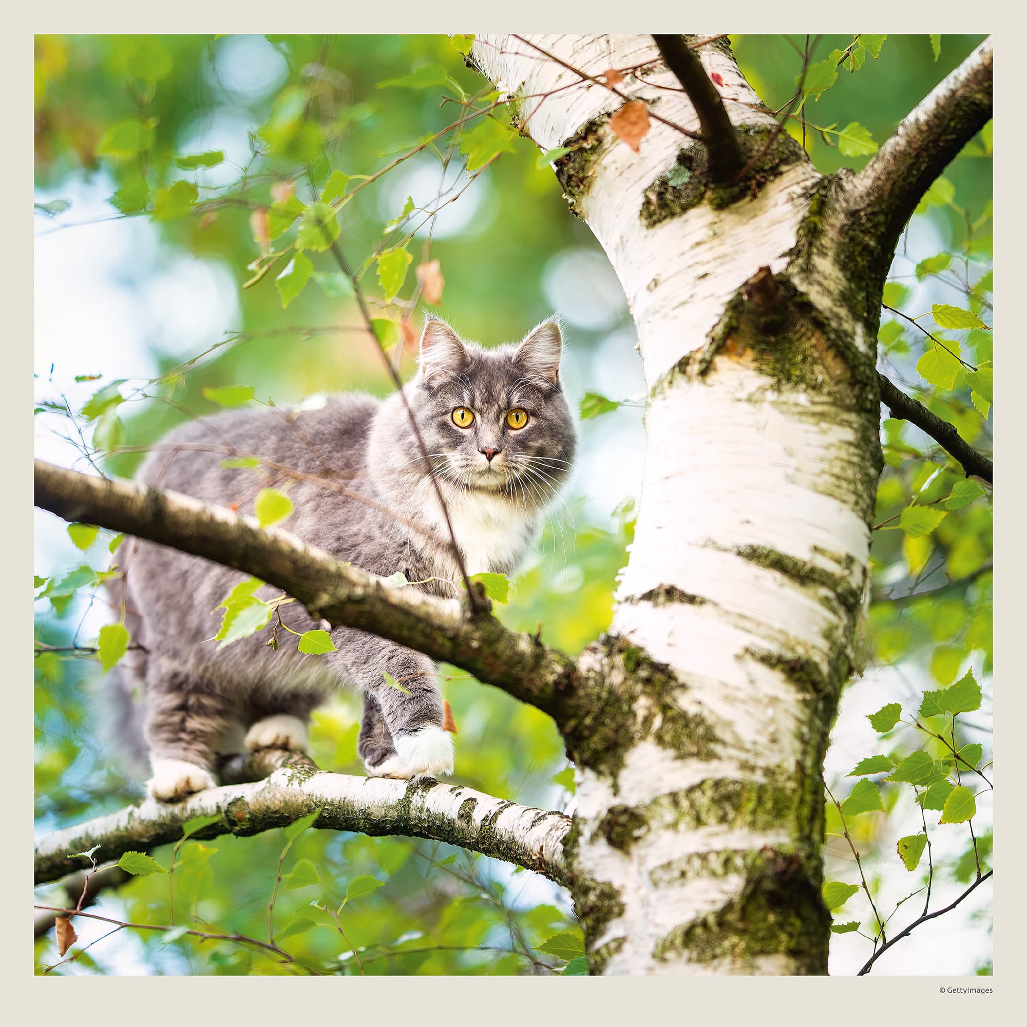Calendrier mural Cats 2027 - Juillet Calendrier mural Cats 2027 - Juillet