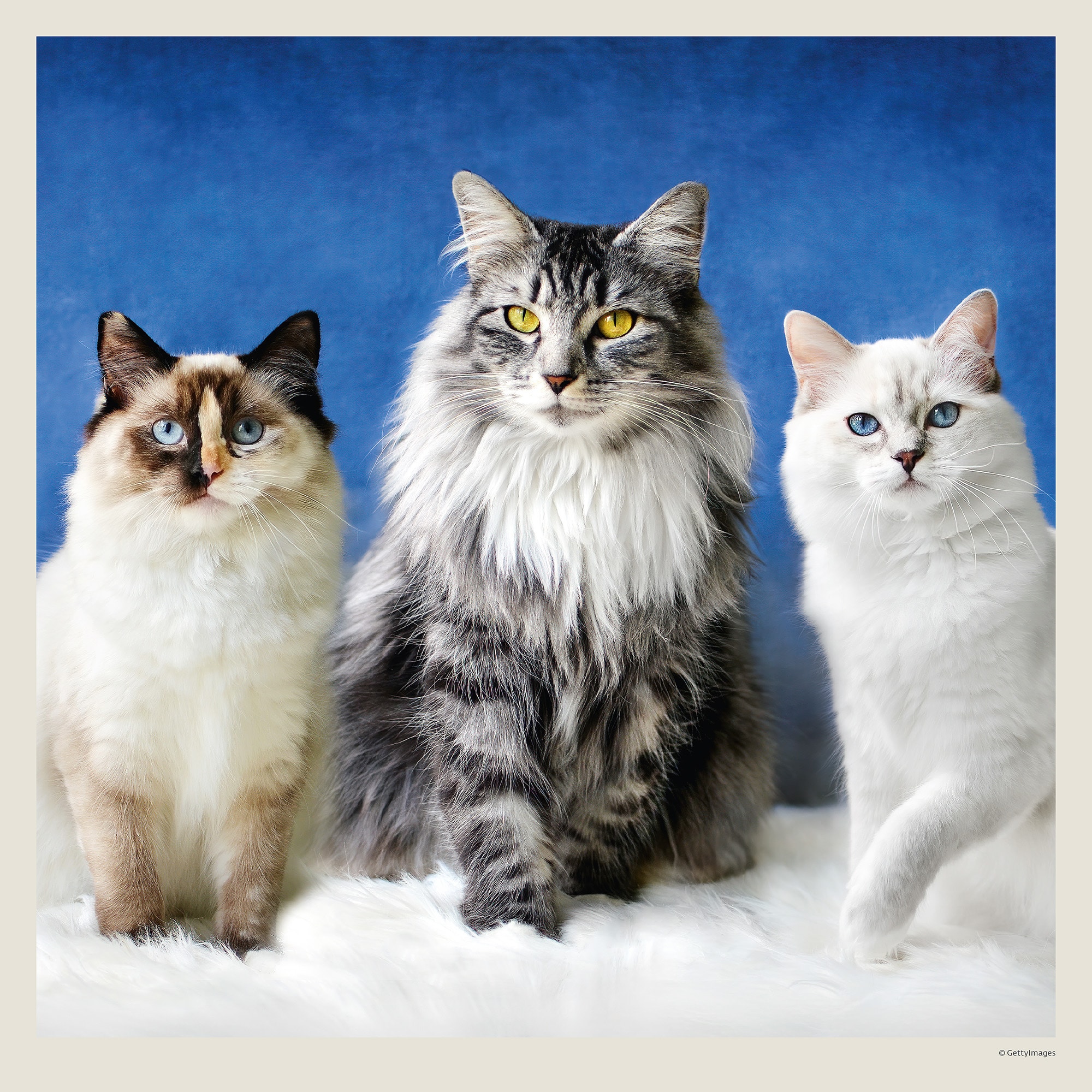 Calendrier mural Cats 2027 - Septembre Calendrier mural Cats 2027 - Septembre