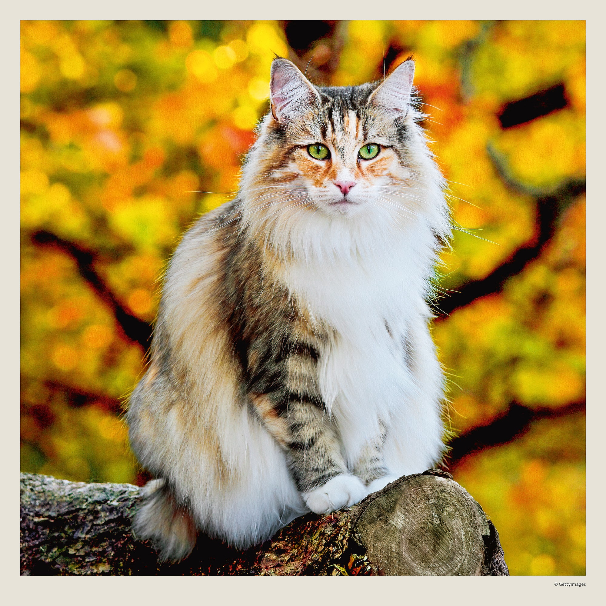 Calendrier mural Cats 2027 - Octobre Calendrier mural Cats 2027 - Octobre