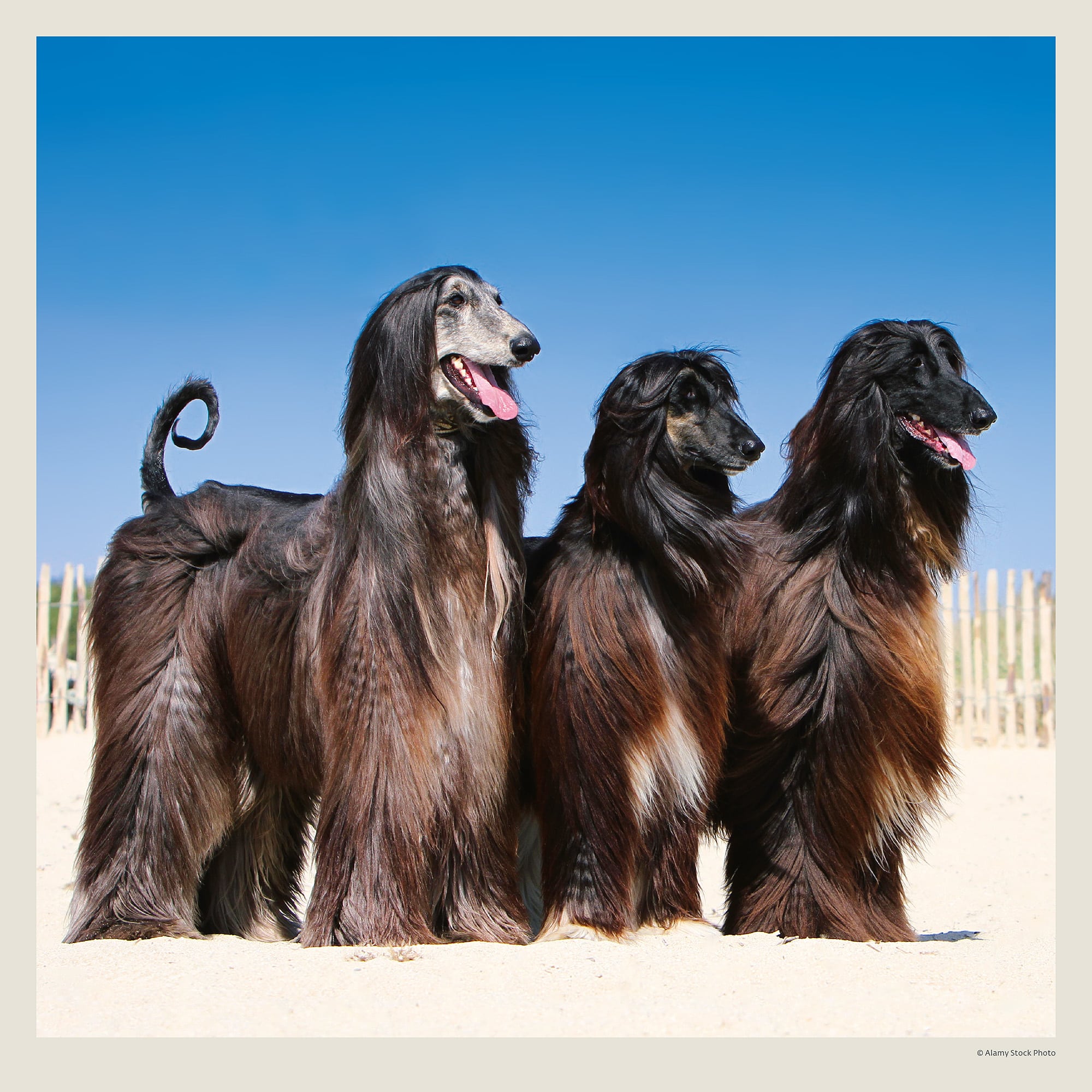 Calendrier mural Dogs 2027 - Février Calendrier mural Dogs 2027 - Février