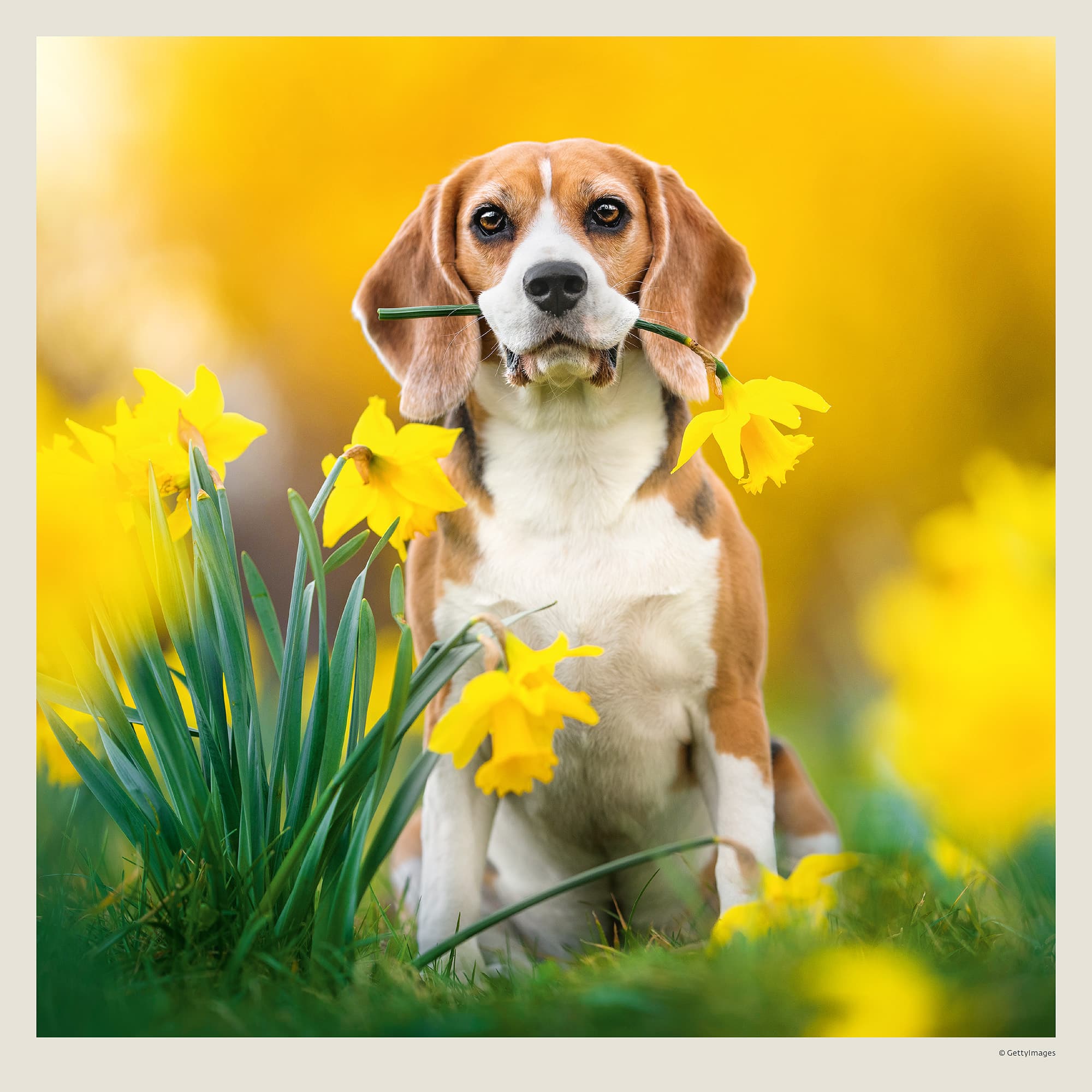 Calendrier mural Dogs 2027 - Mars Calendrier mural Dogs 2027 - Mars