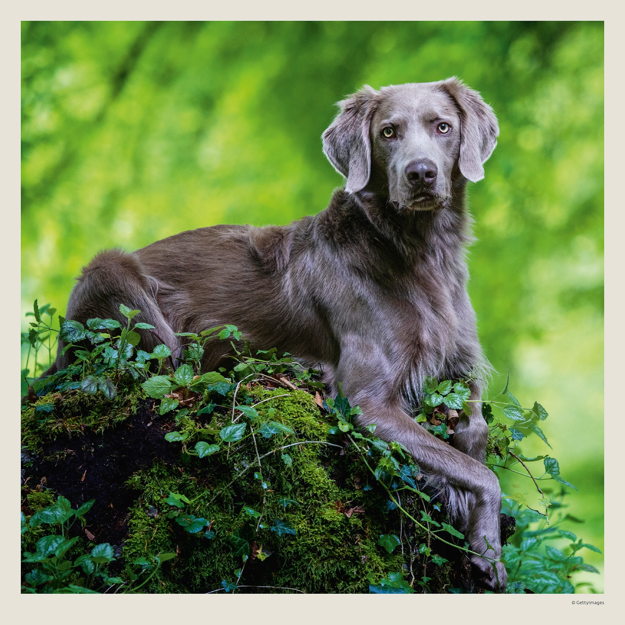 Calendrier mural Dogs 2027 - Avril Calendrier mural Dogs 2027 - Avril