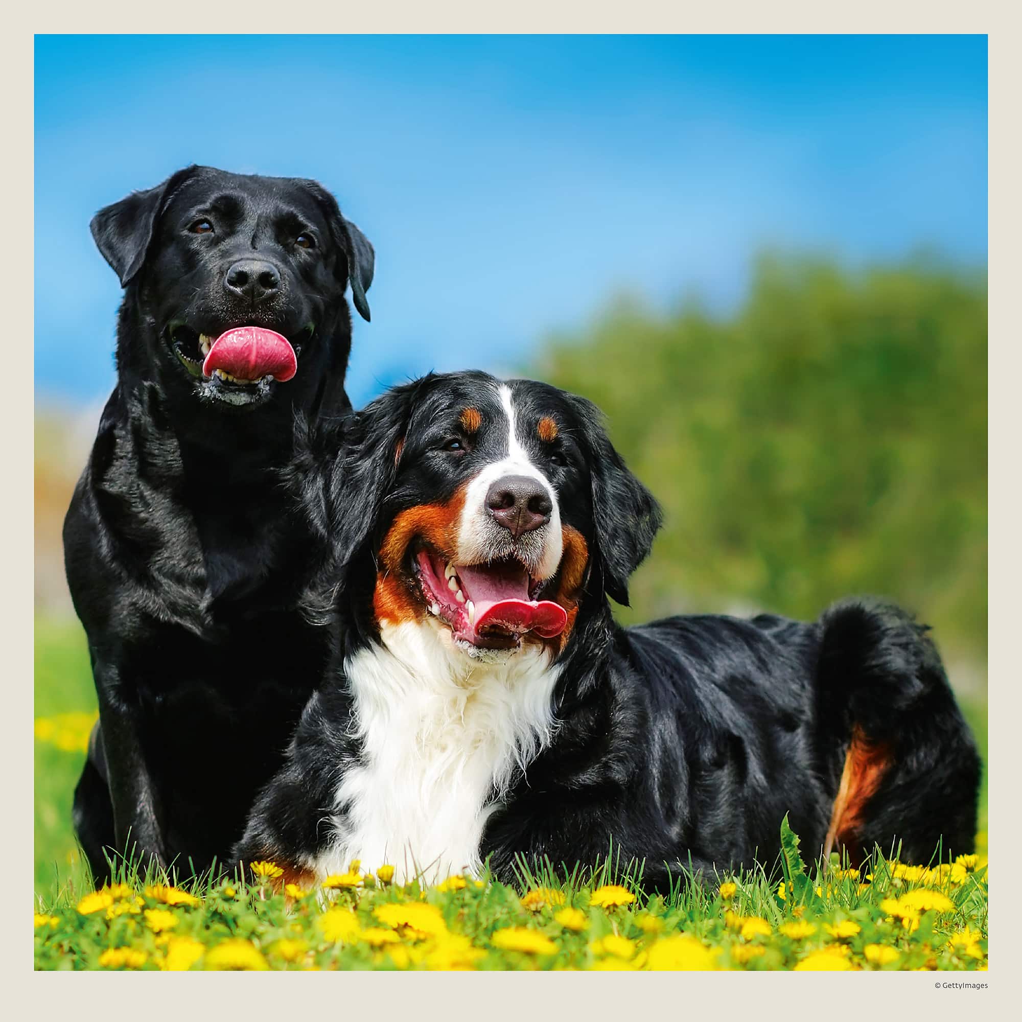 Calendrier mural Dogs 2027 - Mai Calendrier mural Dogs 2027 - Mai