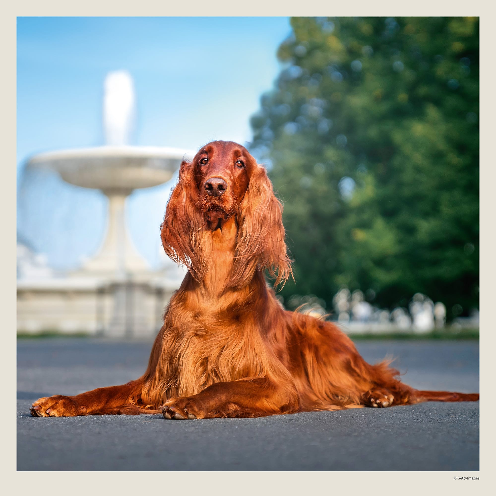 Calendrier mural Dogs 2027 - Juin Calendrier mural Dogs 2027 - Juin