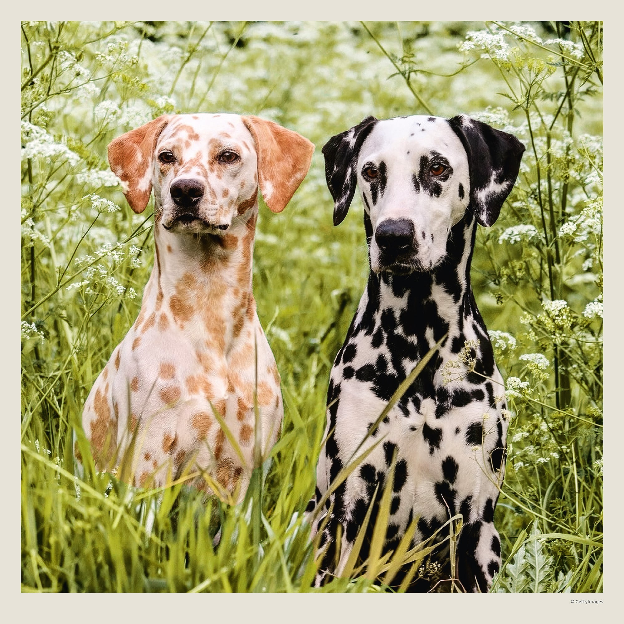 Calendrier mural Dogs 2027 - Juillet Calendrier mural Dogs 2027 - Juillet