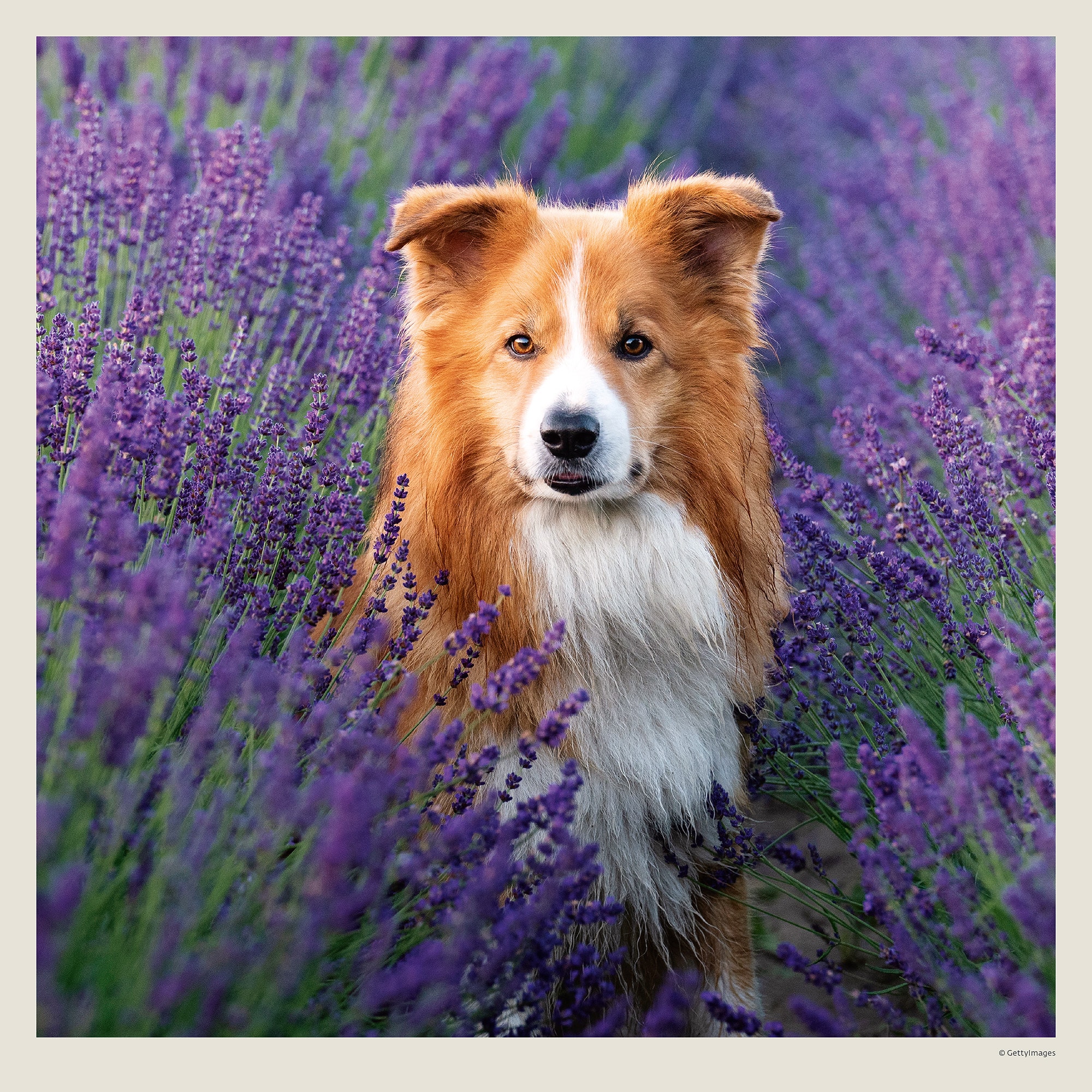 Calendrier mural Dogs 2027 - Août Calendrier mural Dogs 2027 - Août