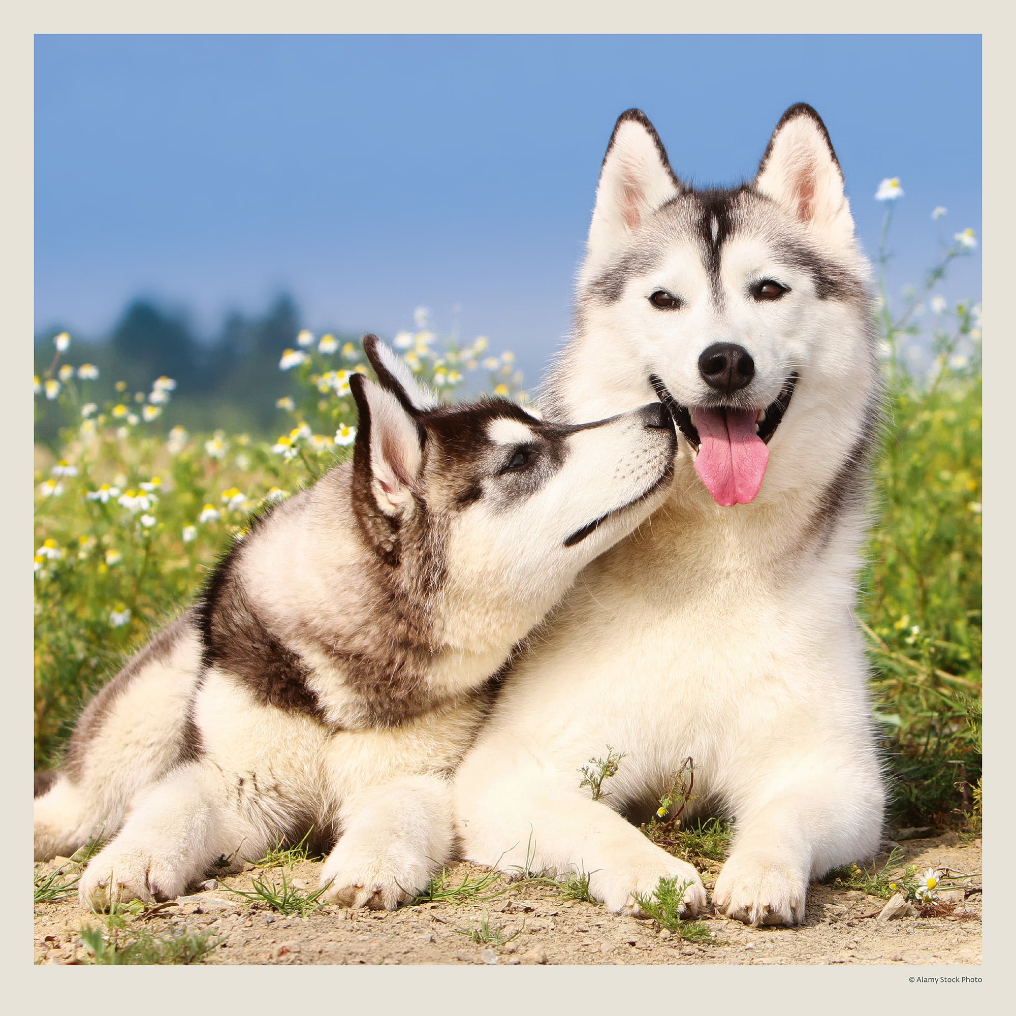 Calendrier mural Dogs 2027 - Septembre Calendrier mural Dogs 2027 - Septembre