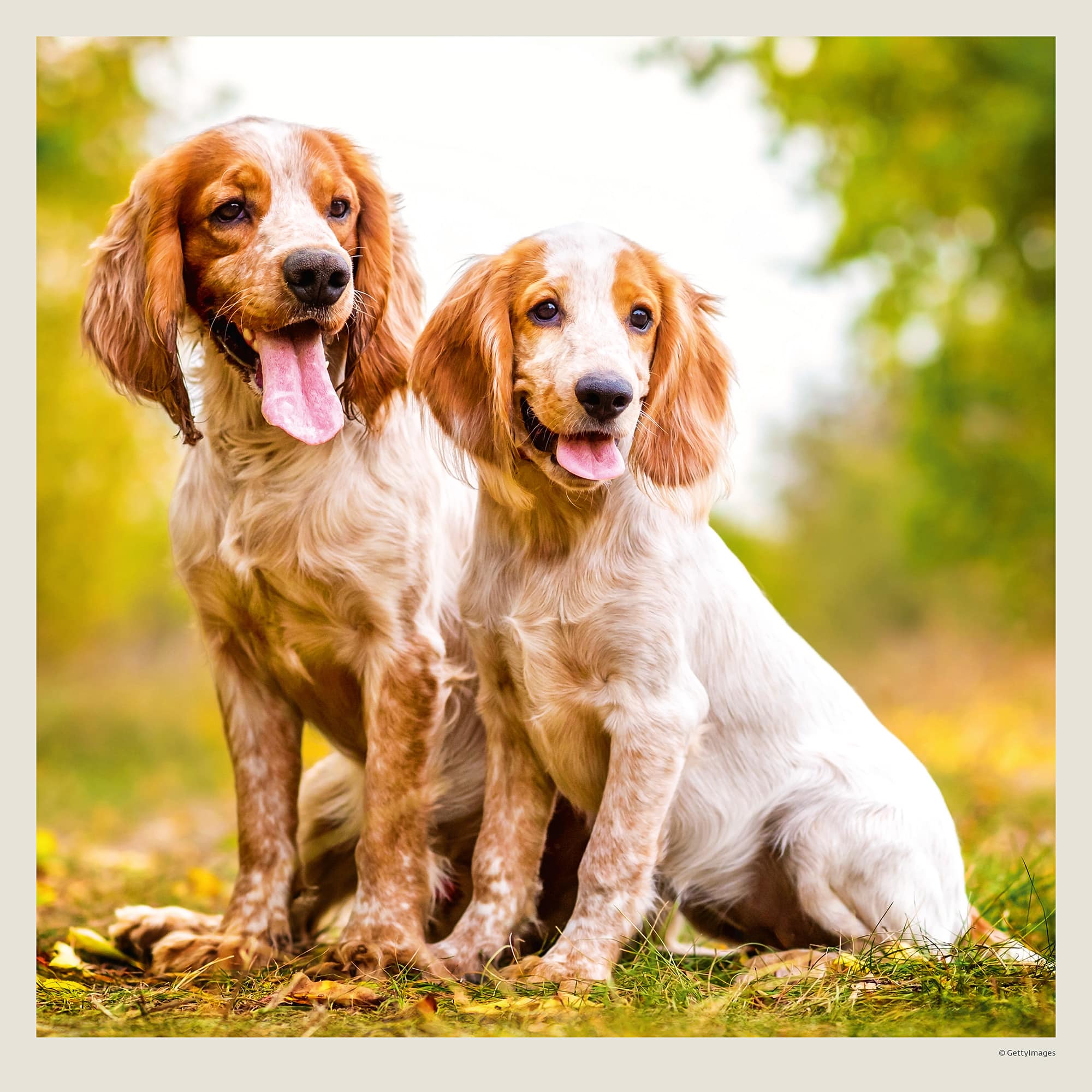 Calendrier mural Dogs 2027 - Octobre Calendrier mural Dogs 2027 - Octobre