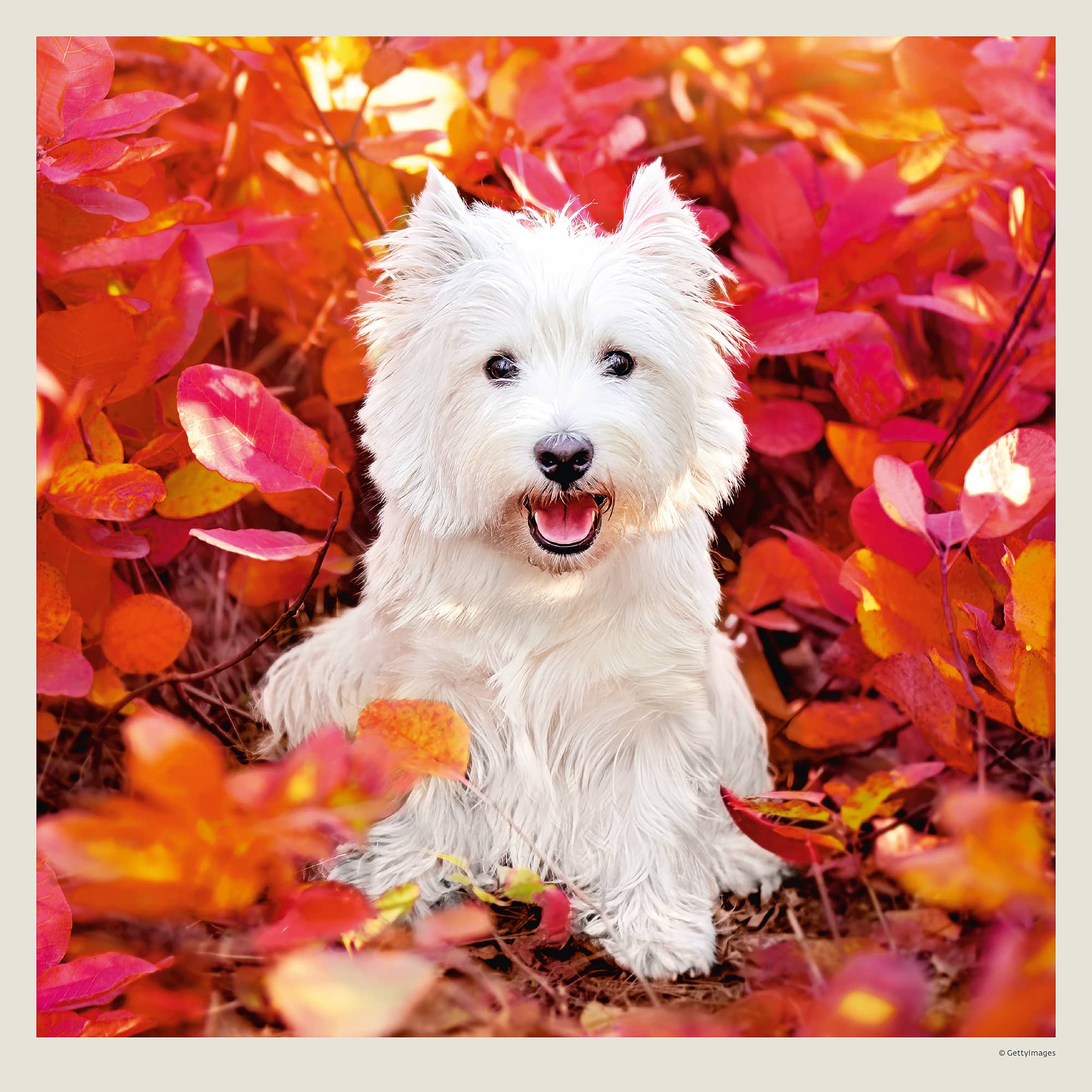 Calendrier mural Dogs 2027 - Novembre Calendrier mural Dogs 2027 - Novembre